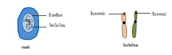 01 à¸¥ à¸à¸©à¸